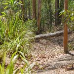 26 Peppermint Drive, CASHMERE, QLD 4500 AUS